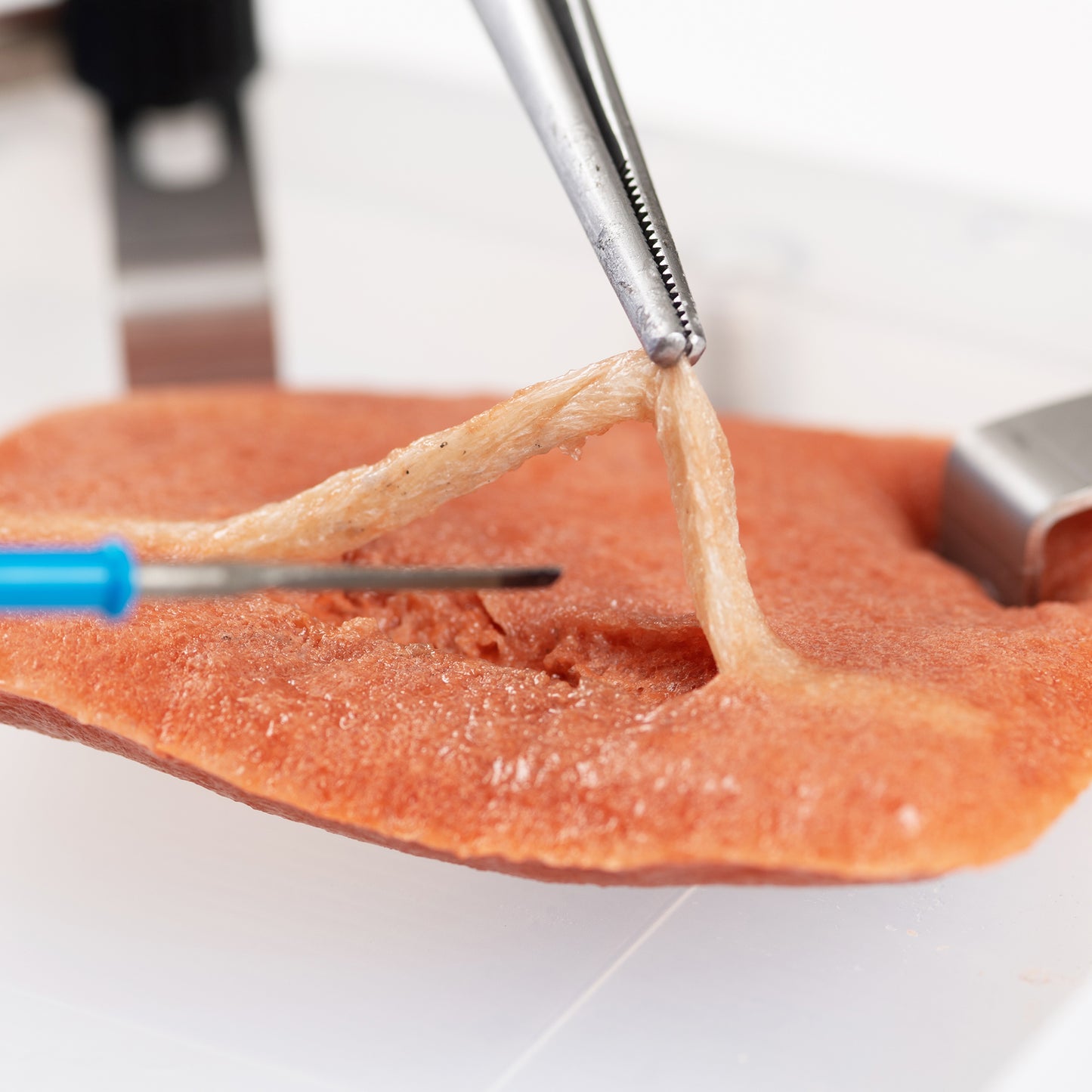Medical foreceps pull a dissected white vessel away from the VTT Vessel Dissection Model. An electrocautery pencil is poised beneath to make another incision.