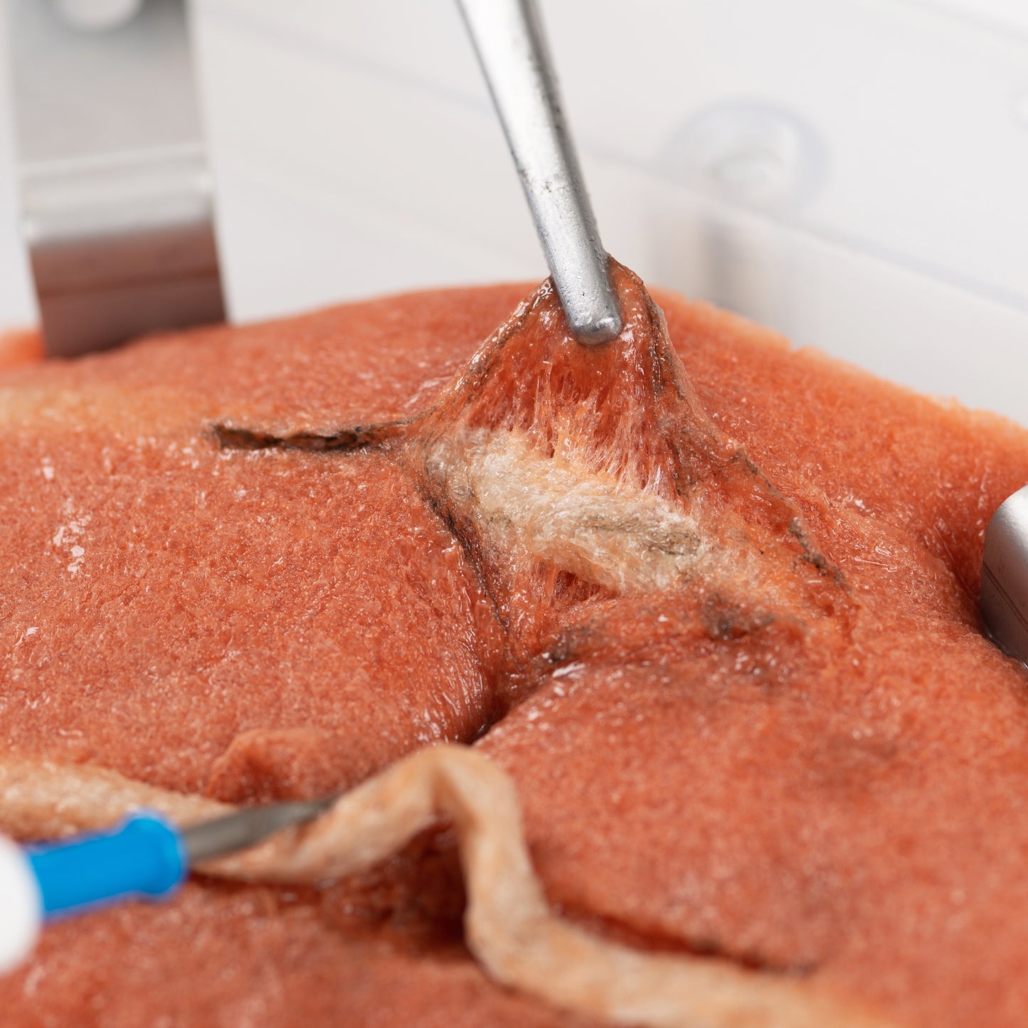 Medical foreceps use blunt dissection to open an incision around one white vessel in the Vessel Dissection Model.