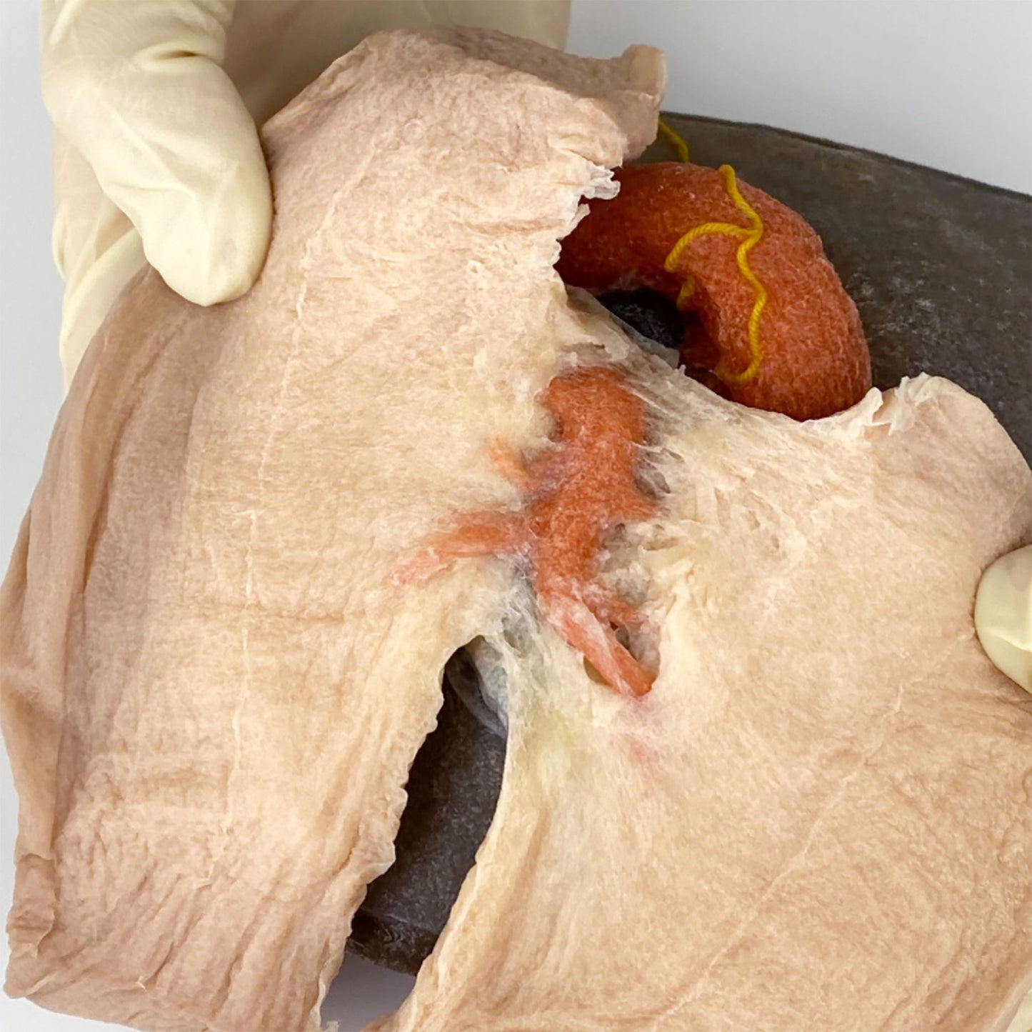 Gloved hands test the tearing resistance of the Left Lobectomy Model. Some tissue can be seen tearing near the orange-dyed aortic ventricle.