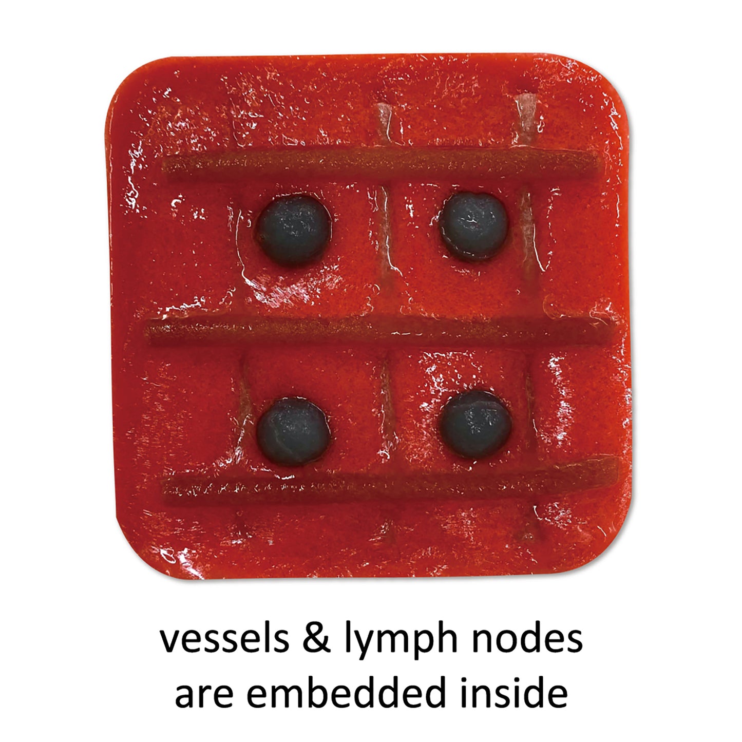 A map of the six vessels and four lymph nodes embedded in the Thermochromic Model.