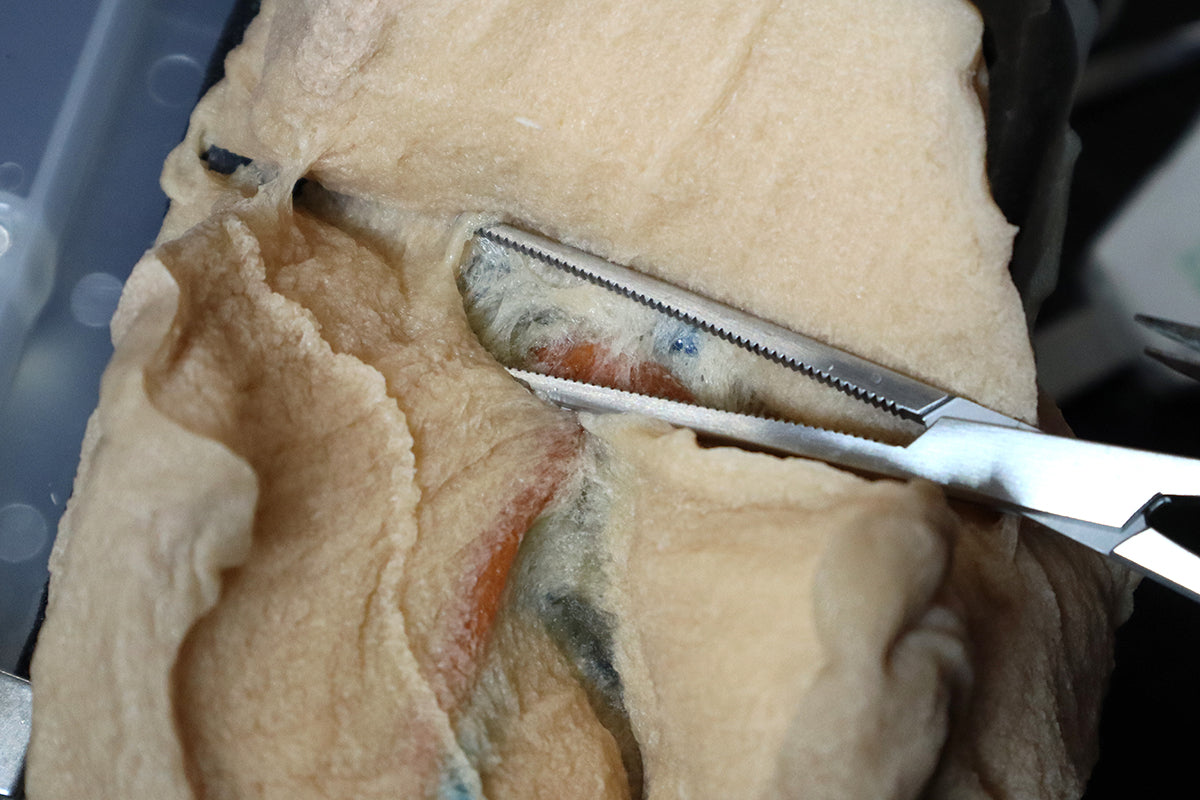 Blunt dissection of Right Lobectomy Model's tissue.