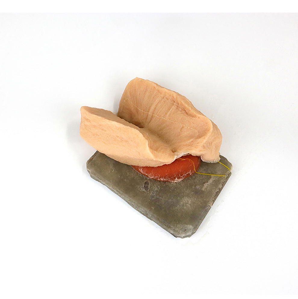 VTT Left Lobectomy Model【VTT-LUN00002】 – KOTOBUKI Medical: Surgical ...