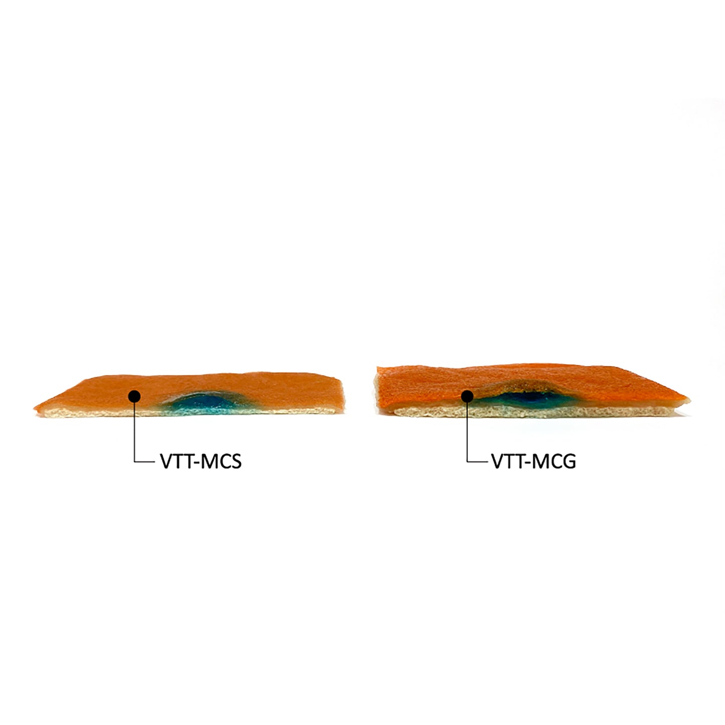 Comparison of the VTT Mucosa Model and the VTT Gastric Mucosa Model. The VTT Mucosa Model is thinner than the VTT Gastric Mucosa Model. Both have lesion-raising Injection Solution pockets beneath their mucosal layers. 